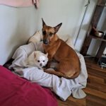 Podenco Maneto Queso, 09/2020, ca. 35 cm, 14109 Berlin
