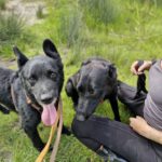Malinois Mischling Racher, 10/2022, ca. 55- 60 cm