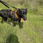 Malinois Mischling Racher, 10/2022, ca. 55- 60 cm