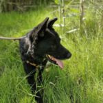 Malinois Mischling Racher, 10/2022, ca. 55- 60 cm