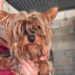 Yorkshire Terrier Ragnar, 05/2022, ca. 30 cm