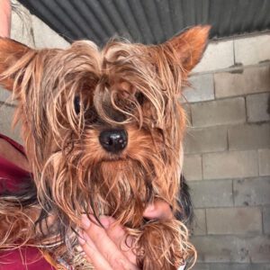 Yorkshire Terrier Ragnar, 05/2022, ca. 30 cm