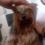 Yorkshire Terrier Ragnar, 05/2022, ca. 30 cm