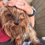Yorkshire Terrier Ragnar, 05/2022, ca. 30 cm