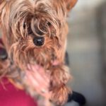 Yorkshire Terrier Ragnar, 05/2022, ca. 30 cm