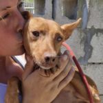 Podenco Rebecca, 05/2022, ca. 40 cm