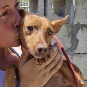 Podenco Rebecca, 05/2022, ca. 40 cm