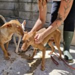 Podenco Rebecca, 05/2022, ca. 40 cm