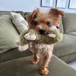 Yorkshire Terrier Rina, 12/2017, ca. 20 cm, 22305 Hamburg