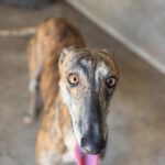 Galgo Rocio, 01/2024, ca. 65 cm