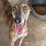 Galgo Rocio, 01/2024, ca. 65 cm