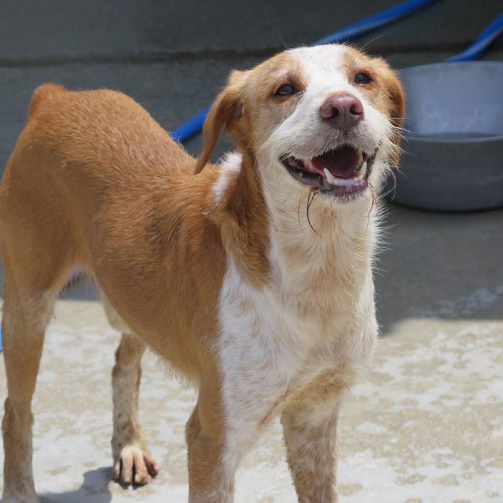 Podenco Mischling Salchi, 05/2020, ca. 55 cm