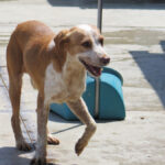 Podenco Mischling Salchi, 05/2020, ca. 55 cm