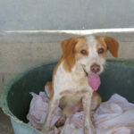 Podenco Mischling Salchi, 05/2020, ca. 55 cm