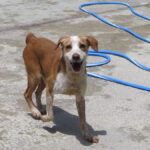 Podenco Mischling Salchi, 05/2020, ca. 55 cm