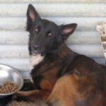 Mischling Sensei, 06/2021, ca. 65 cm