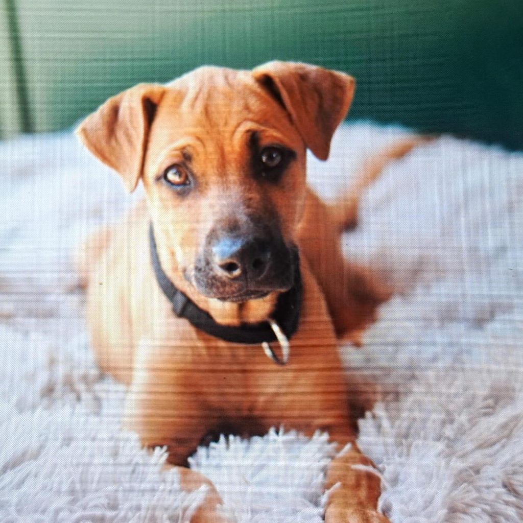Shar Pei Mischling Simmi, 02/2025, Endgröße ca. 40- 50 cm, 64287 Darmstadt