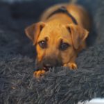 Shar Pei Mischling Simmi, 02/2025, Endgröße ca. 40- 50 cm, 64287 Darmstadt
