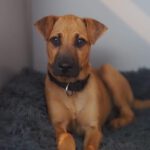 Shar Pei Mischling Simmi, 02/2025, Endgröße ca. 40- 50 cm, 64287 Darmstadt