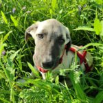 Mischling Tamino, 03/2025, Endgröße ca. 65 cm, 24796 Bredenbek