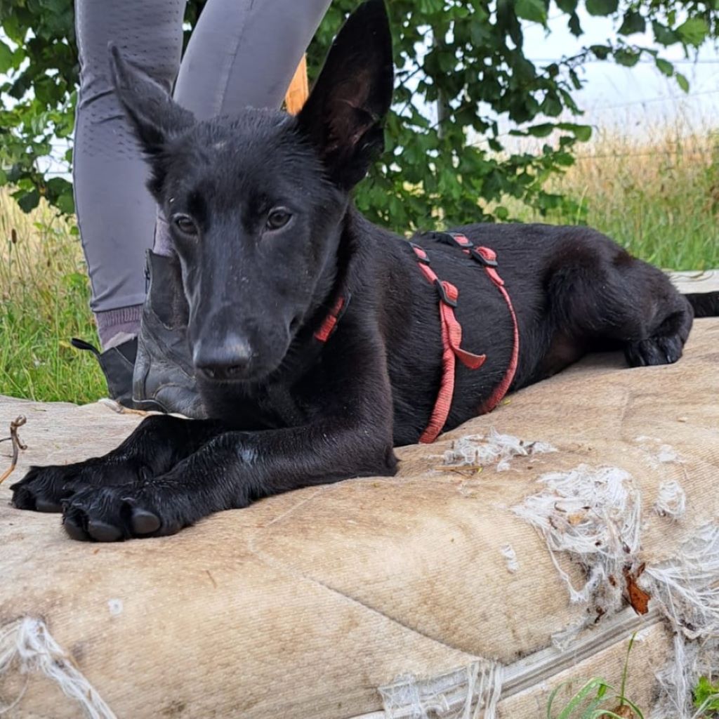 Malinois Mischling Teresa, 02/2025, Endgröße ca. 50- 55 cm, 47475 Kamp-Linfort