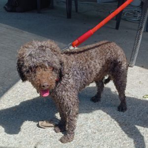 Wasserhund Thor, 03/2022, ca. 45 cm