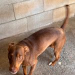 Podenco Tronco, 03/2023, ca. 40 cm