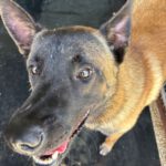 Malinois Mischling Vampiro, 12/2022, ca. 65 cm