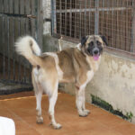 Mastin Mischling Veni,12/2023, ca. 70 cm