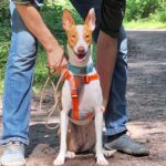 Podenco Victoria, 02/2024, ca. 45 cm, 24161 Altenholz