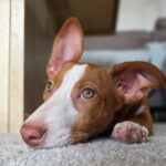 Podenco Yasmin, 02/2025, Endgröße ca. 38 cm, 66571 Eppelborn