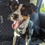 Bodeguero Mischling Yolo, 09/2019, ca. 40 cm, 29553 Bienenbüttel