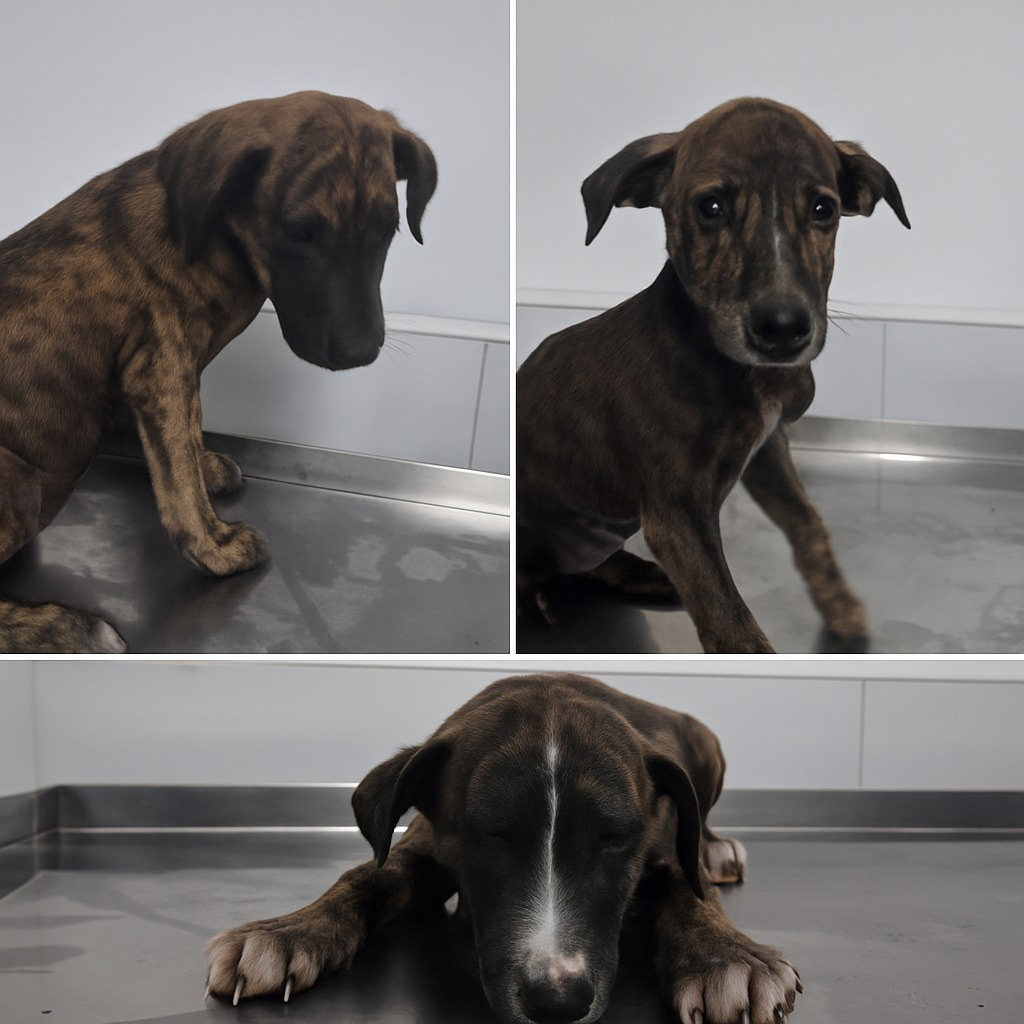 Nachruf Hermes, Apolo und Zeus