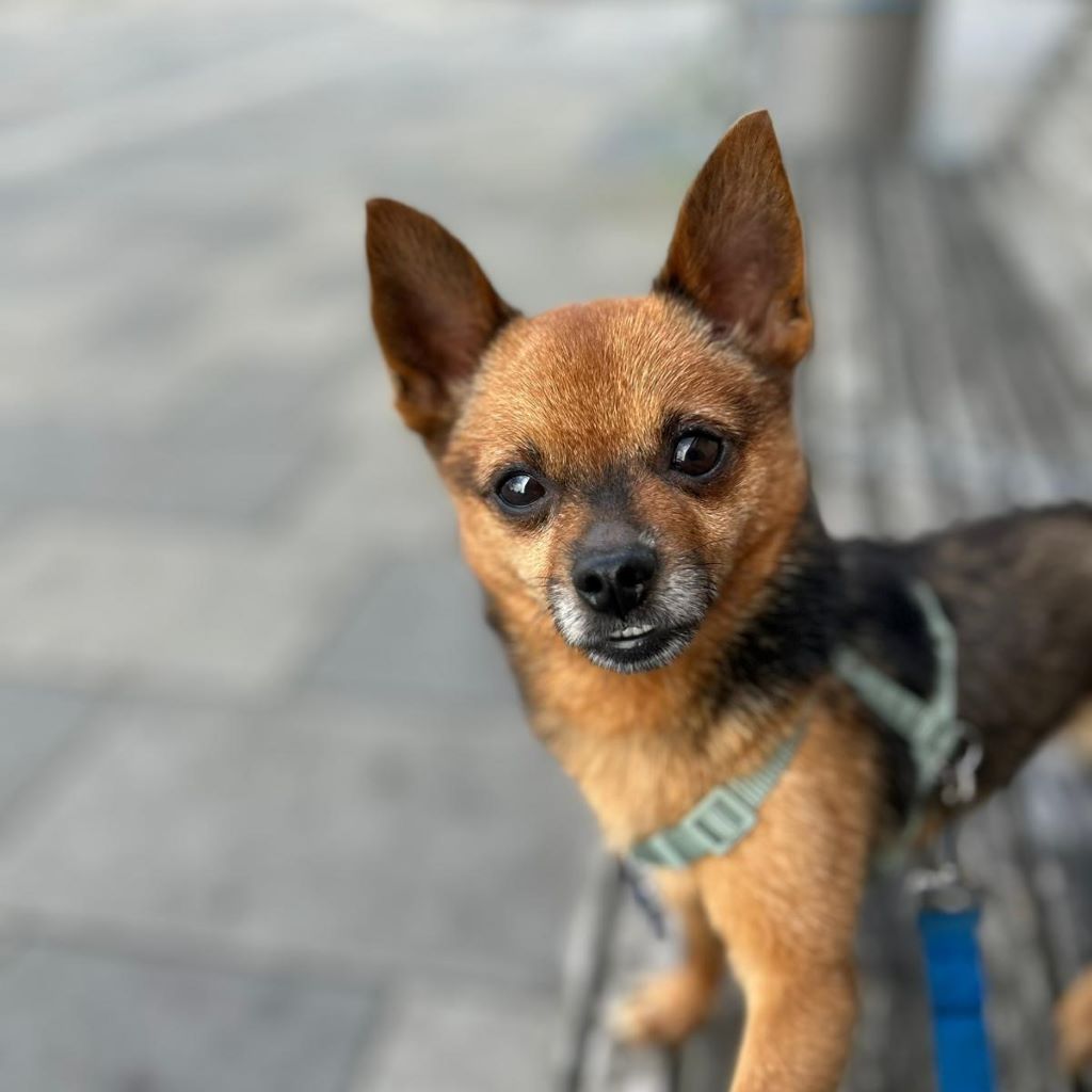 Chihuahua Adam, 03/2023, ca. 27 cm, 14612 Falkensee