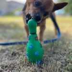 Chihuahua Adam, 03/2023, ca. 27 cm, 14612 Falkensee