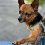 Chihuahua Adam, 03/2023, ca. 27 cm, 14612 Falkensee