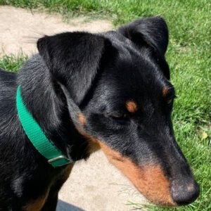 Jagdterrier Mischling Albina, 07/2024, ca. 38 cm, 61352 Bad Homburg