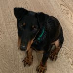 Jagdterrier Mischling Albina, 07/2024, ca. 38 cm, 61352 Bad Homburg
