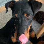 Jagdterrier Mischling Albina, 07/2024, ca. 38 cm, 61352 Bad Homburg