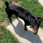 Jagdterrier Mischling Albina, 07/2024, ca. 38 cm, 61352 Bad Homburg