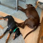 Jagdterrier Mischling Albina, 07/2024, ca. 38 cm, 61352 Bad Homburg