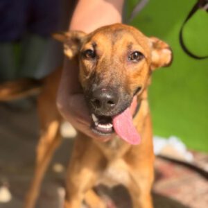 Podenco Mischling Alicia, 10/2024, ca. 45 cm