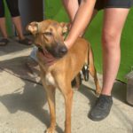 Podenco Mischling Alicia, 10/2024, ca. 45 cm