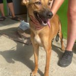 Podenco Mischling Alicia, 10/2024, ca. 45 cm