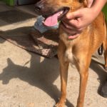 Podenco Mischling Alicia, 10/2024, ca. 45 cm