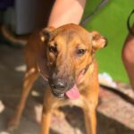 Podenco Mischling Alicia, 10/2024, ca. 45 cm