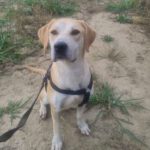 Mischling Alma, 02/2020, ca. 60 cm, 44892 Bochum