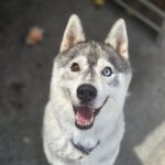 Sibirian Husky Anchjo, 04/2022, ca. 60 cm