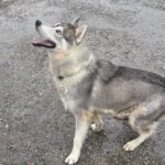 Sibirian Husky Anchjo, 04/2022, ca. 60 cm