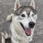 Sibirian Husky Anchjo, 04/2022, ca. 60 cm